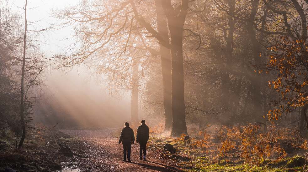 dog friendly holiday forest of dean